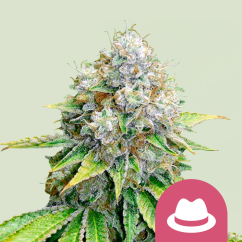 Royal Queen Seeds Cannabis Seeds O.G. Kush Feminized