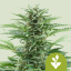 Royal Queen Seeds Cannabis Seeds Easy Bud Auto