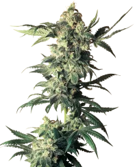 Sensi Seeds Cannabis Seeds Northern Lights® Regular, 10 Stk.