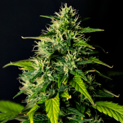 Doctor's Choice Seeds DC Cure 1:1 Auto Feminized