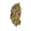 Феминизирани семена от канабис Royal Queen Seeds Special Queen #1
