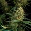 Royal Queen Seeds Semi di Cannabis Hulkberry Auto