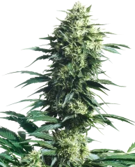 Sensi Seeds Cannabis Seeds Mother's Finest® Regular, 10 Stk.