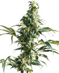 Sensi Seeds Cannabis Seeds Mexican Sativa® Regular, 10 Stk.