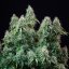 Semințe de canabis Royal Queen Seeds Amnesia Haze Auto