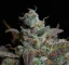 Fast Buds Cannabis Seeds Lemon AK Auto