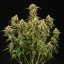 Royal Queen Seeds Cannabis Seeds Medusa F1 Auto