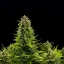 Royal Queen Seeds Cannabisfrön Diesel Auto