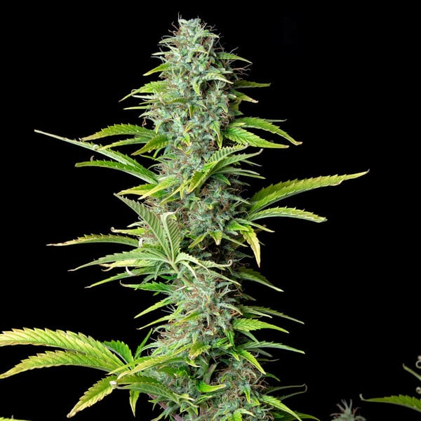 Royal Queen Seeds Semená konope Northern Light Auto