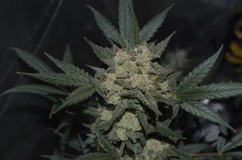 Fast Buds Cannabis Seeds Girl Scout Cookies Auto