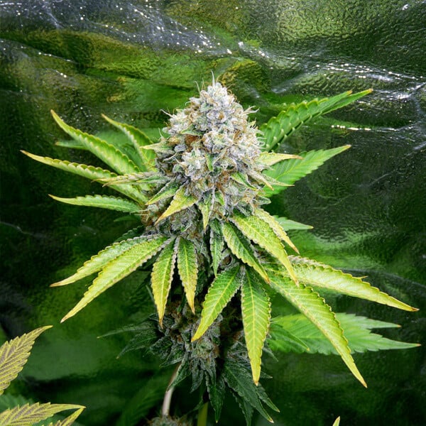 Royal Queen Seeds Cannabis Seeds O.G. Kush Feminized