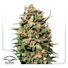 Dutch Passion Hanfsamen Skunk #1 Regular