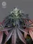 The Bulldog Seeds The Bulldog Gelato 17 Feminisiert, 3 und 5 Stk.