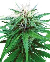 Sensi Seeds Cannabis Ruderalis Indica® Regular, 10 Stk.