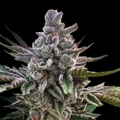 Silent Seeds Exotic Cannabis Seeds Acai Jelly By Sherbinskis Feminized