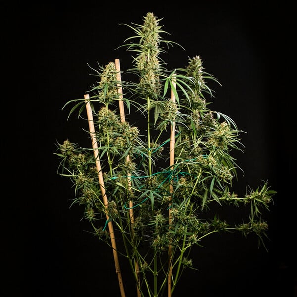 Royal Queen Seeds Semi di Cannabis Hulkberry Auto