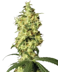 Sensi Seeds Semi di Cannabis White Widow Autofiorente Femminizzati di White Label, 3-10 pz