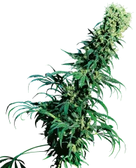 Sensi Seeds Cannabis Seeds Early Pearl® Regular, 10 Stk.
