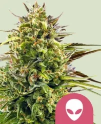 Royal Queen Seeds Cannabis Seeds Alien OG Feminized