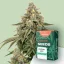 Canntropy Seeds Critical Jack (Феминизирани)