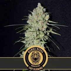 Blimburn Seeds Sementes de Cannabis Mamba Negra Floração Rápida
