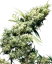 Sensi Seeds Cannabis Seeds Jamaican Pearl® Regular, 10 stuks