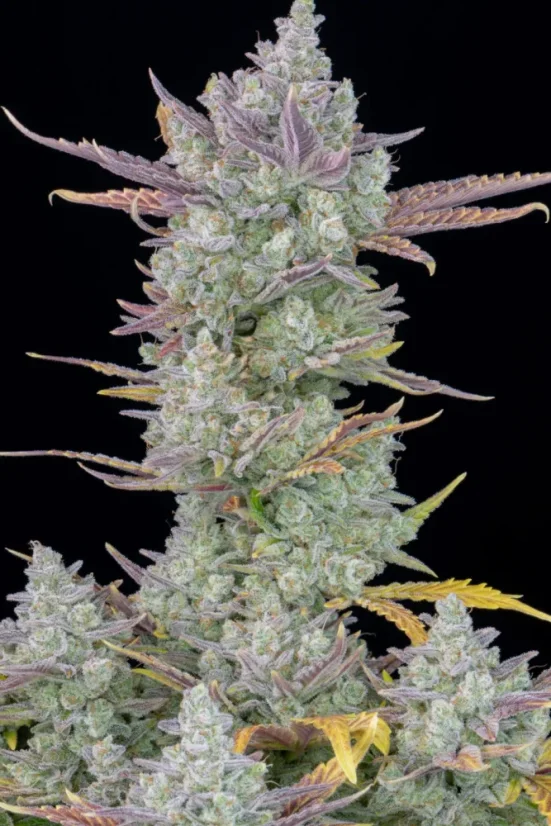 Fast Buds Cannabis Seeds Gorilla Cookies Auto