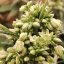 Doctor´s Choice Seeds Chronic Fast F1 BX Regular