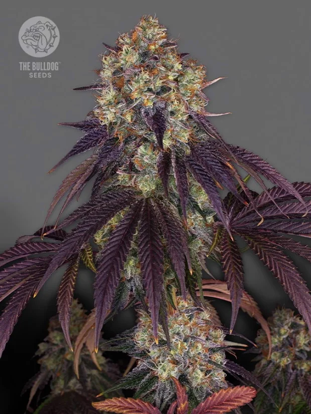 The Bulldog Seeds The Bulldog Gelato 17 Feminisiert, 3 und 5 Stk.