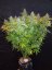Fast Buds Cannabis Seeds Californian Snow Auto