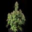Royal Queen Seeds Cannabisfrön Royal Haze Auto