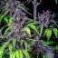 Royal Queen Seeds Cannabisfrön Purplematic Auto (Hög CBD)