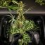 Royal Queen Seeds Semi di Cannabis Hulkberry Auto