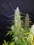 Fast Buds Cannabis Seeds Californian Snow Auto