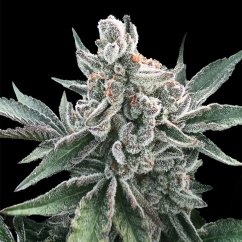 Silent Seeds Cannabis Seeds Polar Gelato Auto Von Sherbinskis