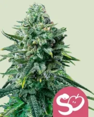 Royal Queen Seeds Cannabis Seeds Forbidden Fruit Feminized