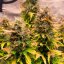 Royal Queen Seeds Semillas de Cannabis Royal Kush Auto