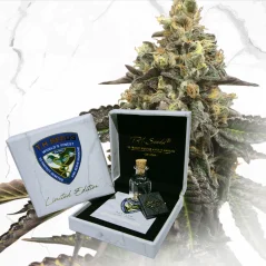 T.H.Seeds™ Cannabis Seeds Limited Regular Edition French Cookies X Birthday Cake X SBC, 11er Pack