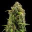Royal Queen Seeds Cannabis Seeds Diesel Auto