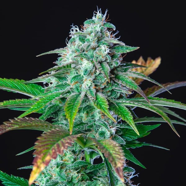 Royal Queen Seeds Kaņepju Sēklas HulkBerry Feminized