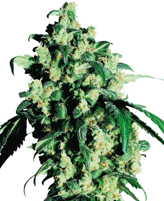 Sensi Seeds Cannabis Super Skunk® Regular, 10 Stk.