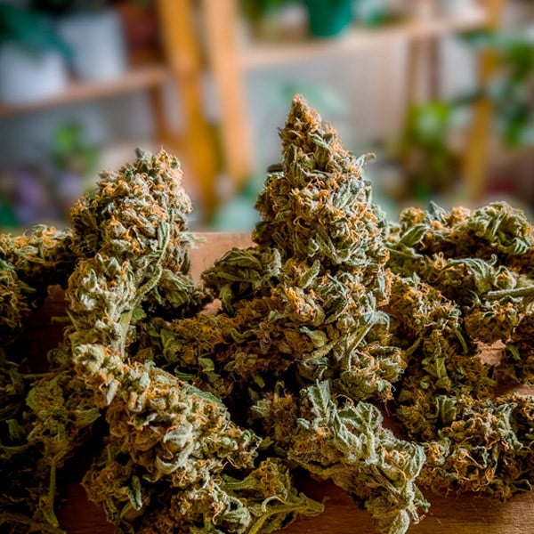 Royal Queen Seeds Cannabis Seeds Medusa F1 Auto