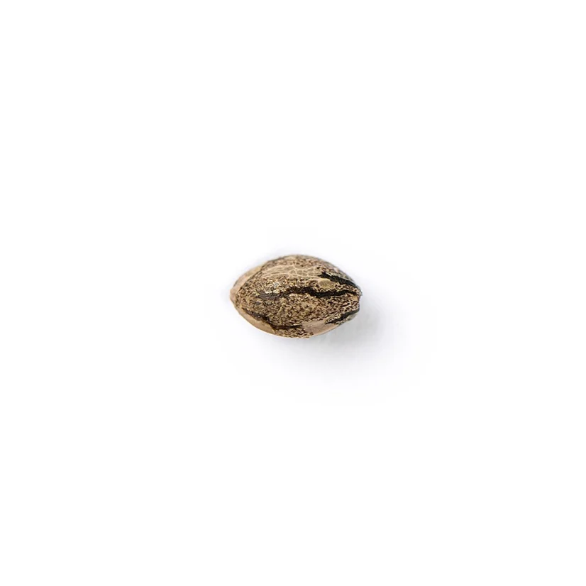 The Bulldog Seeds TB Wedding Cake Feminized, 3 ir 5 vnt.