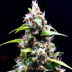 Doctor's Choice Seeds Sour Puffs Photo Feminized