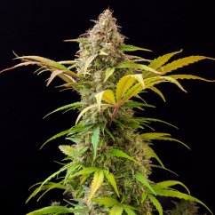Doctor's Choice Seeds Lowryder feminized (IBL) Auto Feminized