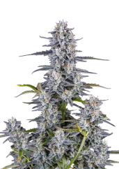 Fast Buds Kanapių sėklos „Super Boof“ automatiškai žydinčios