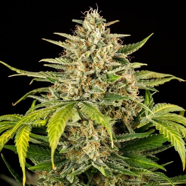Royal Queen Seeds Cannabis Samen Green Gelato Auto