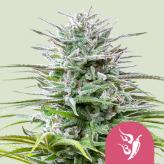 Royal Queen Seeds Cannabis Seeds Speedy Chile - Fast Feminiseeritud