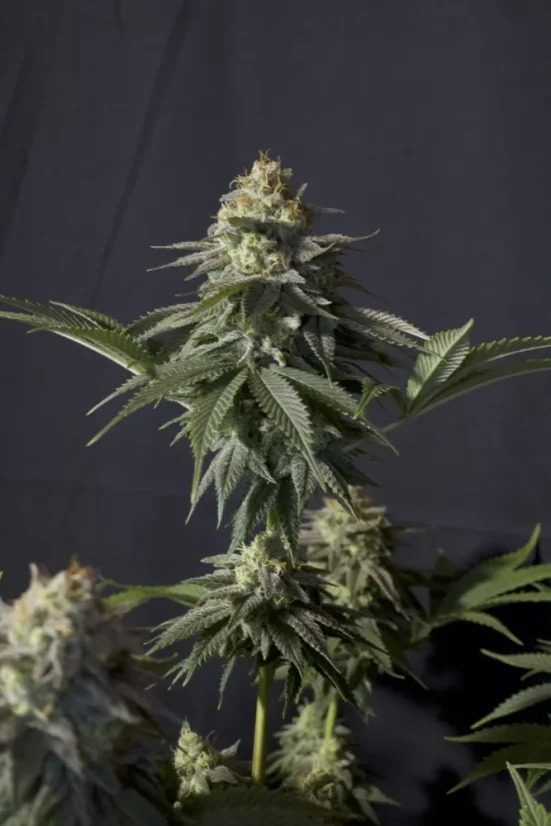 Fast Buds Cannabis Seeds Orange Sherbet FF