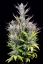 Fast Buds Cannabis Seeds Wedding Glue Auto
